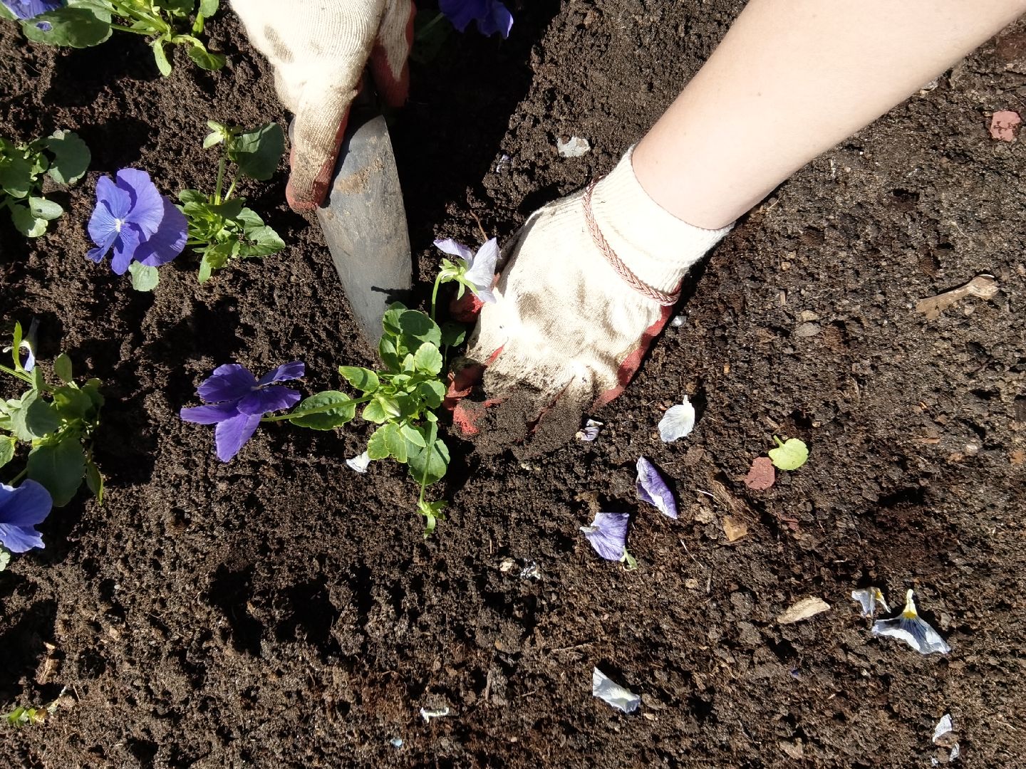 Балашиха, благоустройство, Благоустройство Балашиха, фиалки, однолетние растения, многолетние растения, озеленение, цветы, газоны, клумбы, вазоны, кашпо