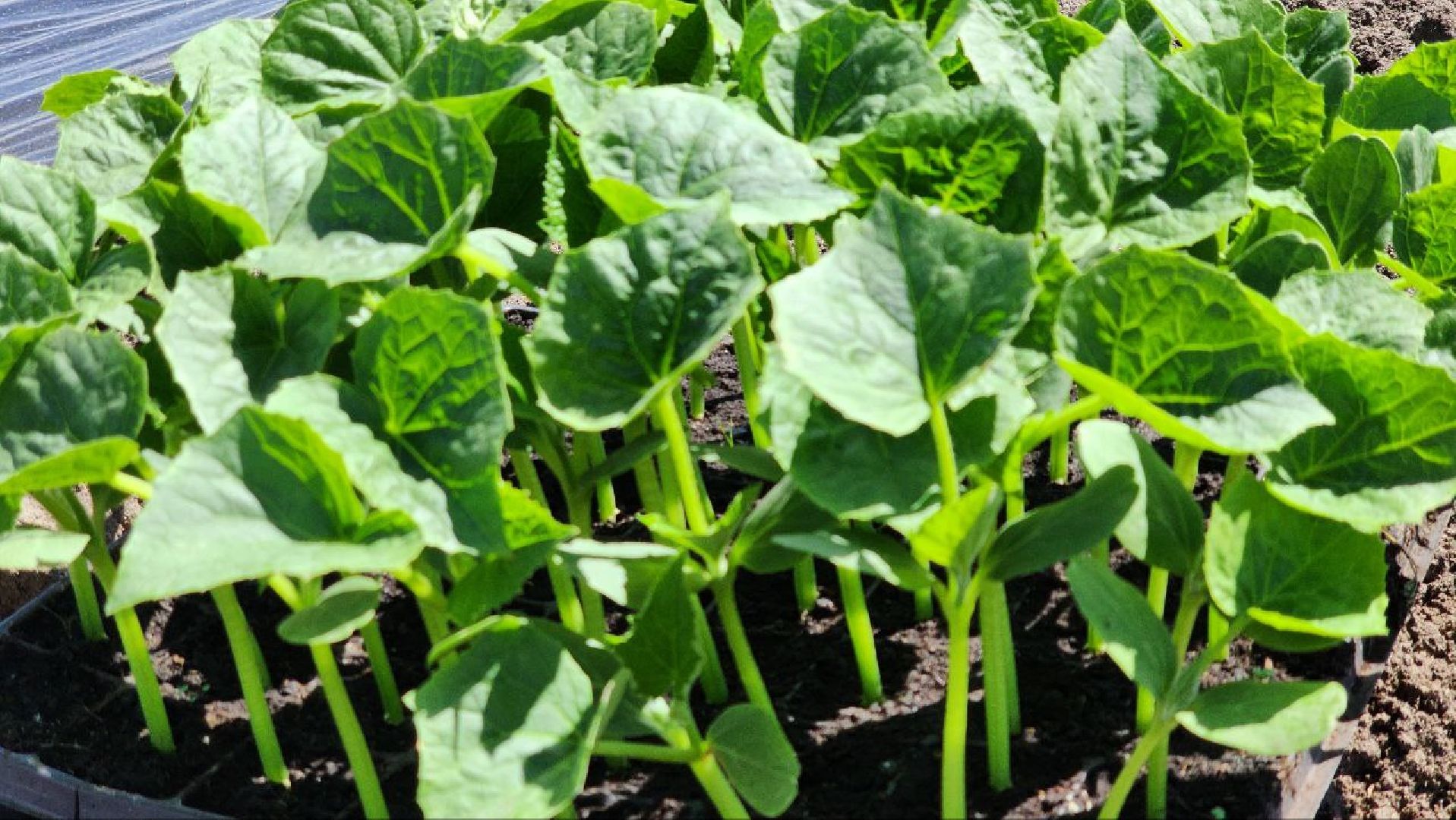 Агрогрант #Господдержка #РазвитиеСельскогоХозяйства , Луховицы,