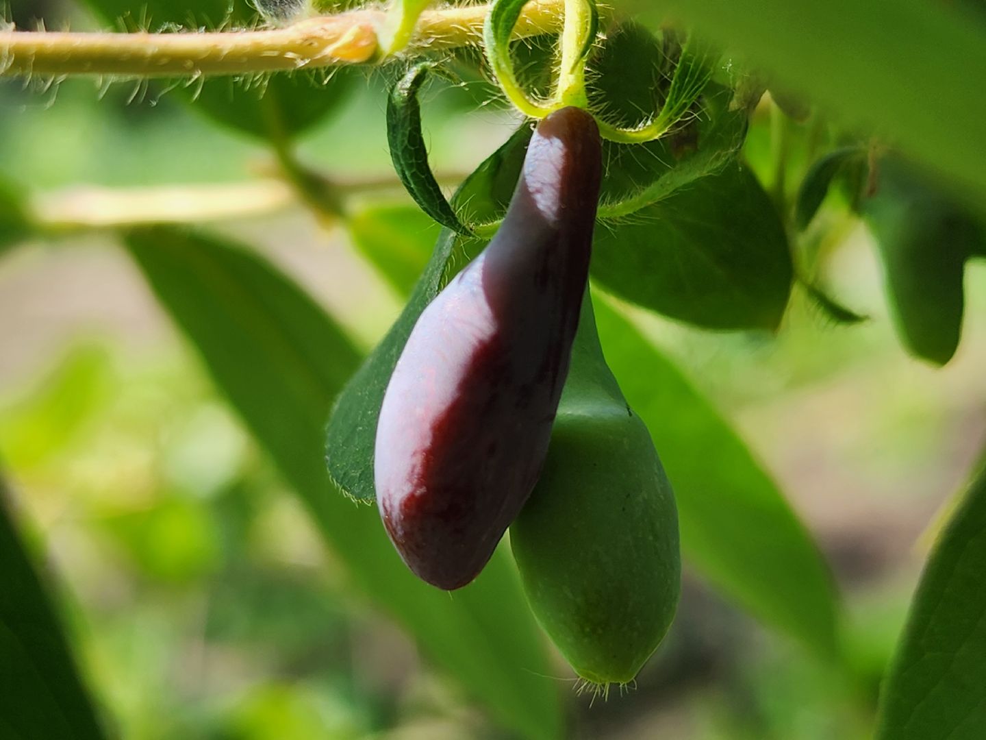 садоводство, садовые культуры, жимолость, приусадебный участок, богородский городской округ,