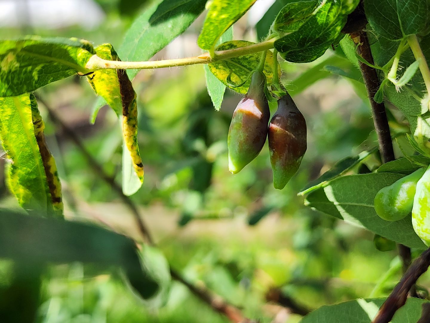 садоводство, садовые культуры, жимолость, приусадебный участок, богородский городской округ,