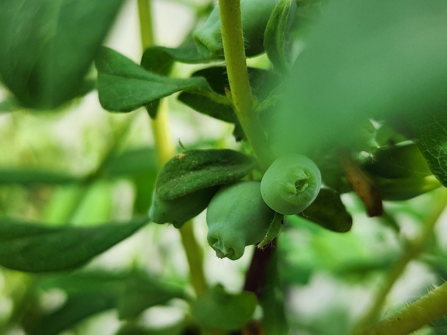 садоводство, садовые культуры, жимолость, приусадебный участок, богородский городской округ,
