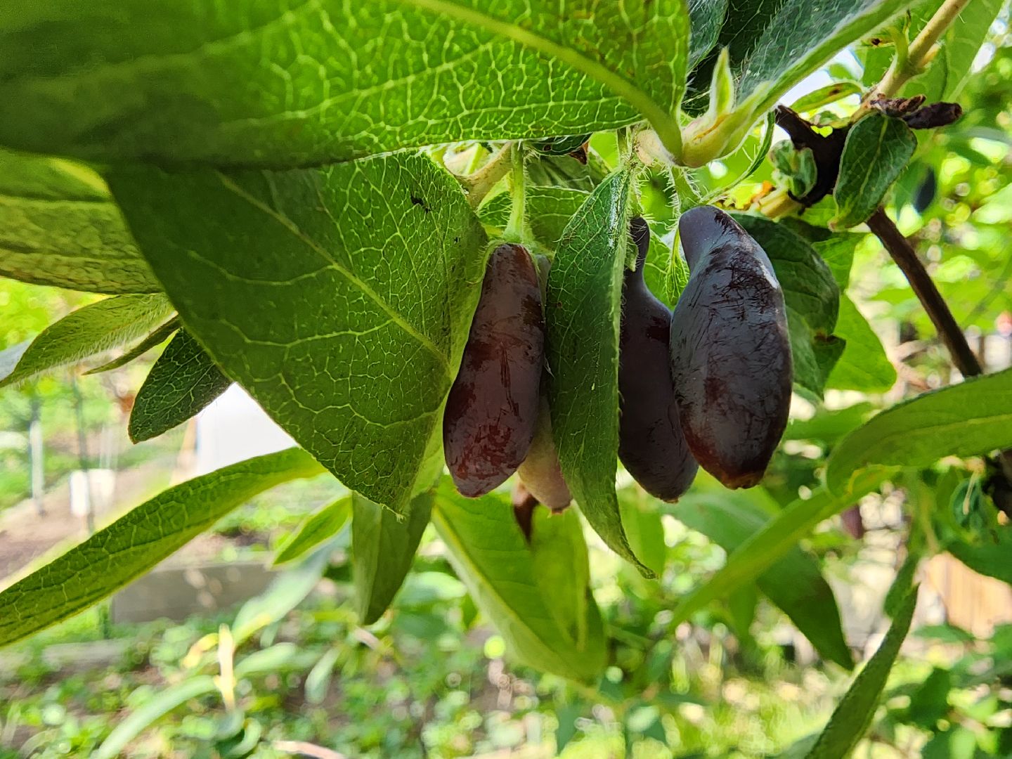 садоводство, садовые культуры, жимолость, приусадебный участок, богородский городской округ,