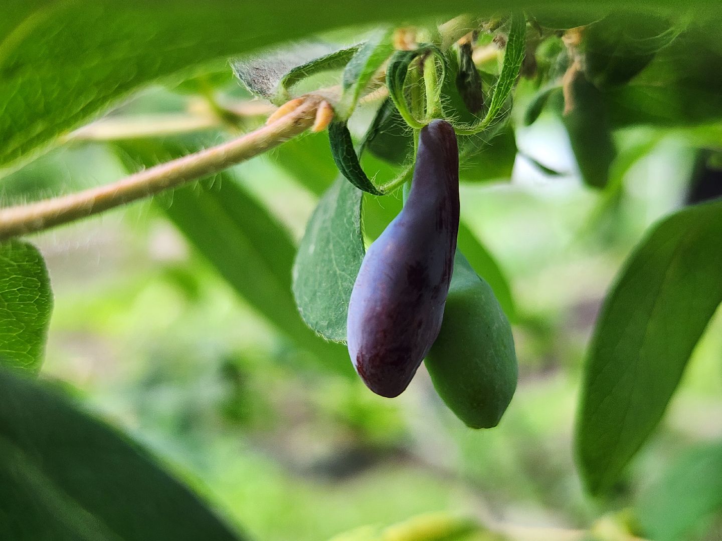 садоводство, садовые культуры, жимолость, приусадебный участок, богородский городской округ,