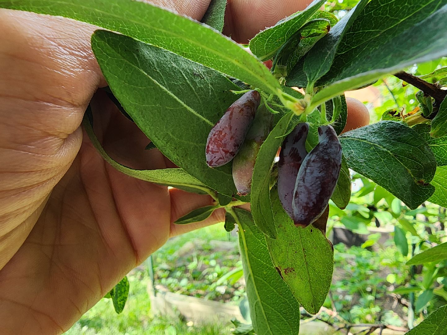 садоводство, садовые культуры, жимолость, приусадебный участок, богородский городской округ,