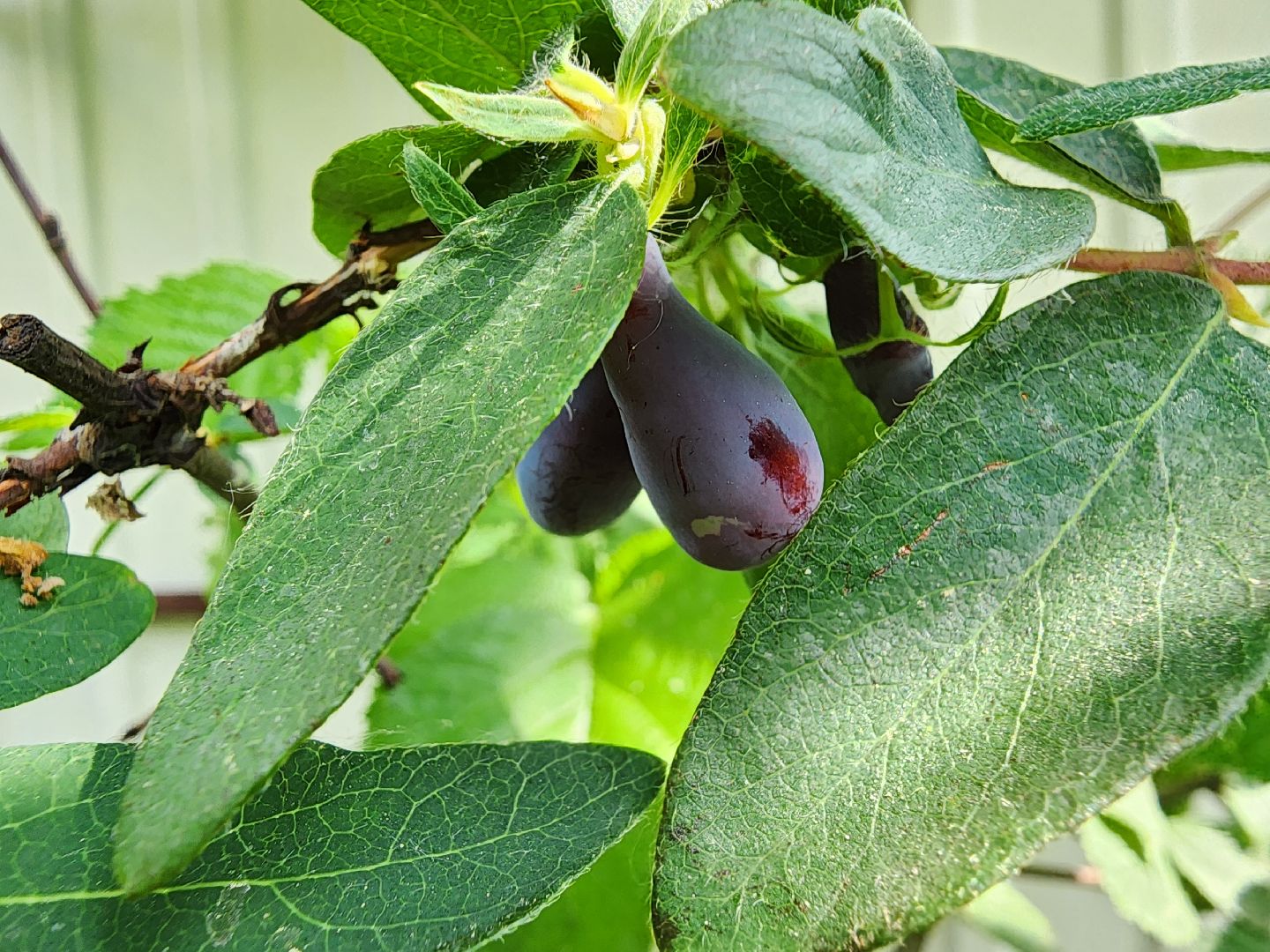 садоводство, садовые культуры, жимолость, приусадебный участок, богородский городской округ,