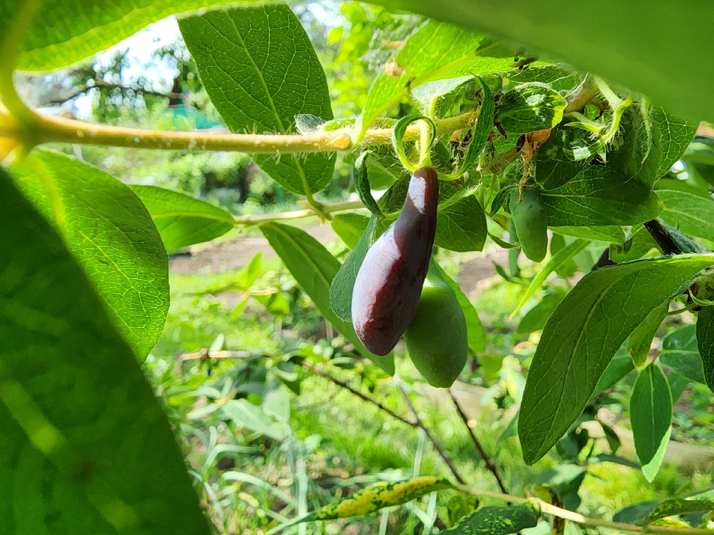садоводство, садовые культуры, жимолость, приусадебный участок, богородский городской округ,
