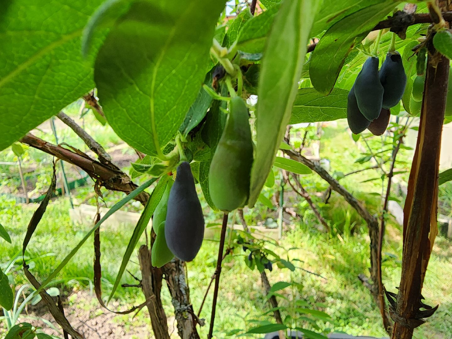 садоводство, садовые культуры, жимолость, приусадебный участок, богородский городской округ,