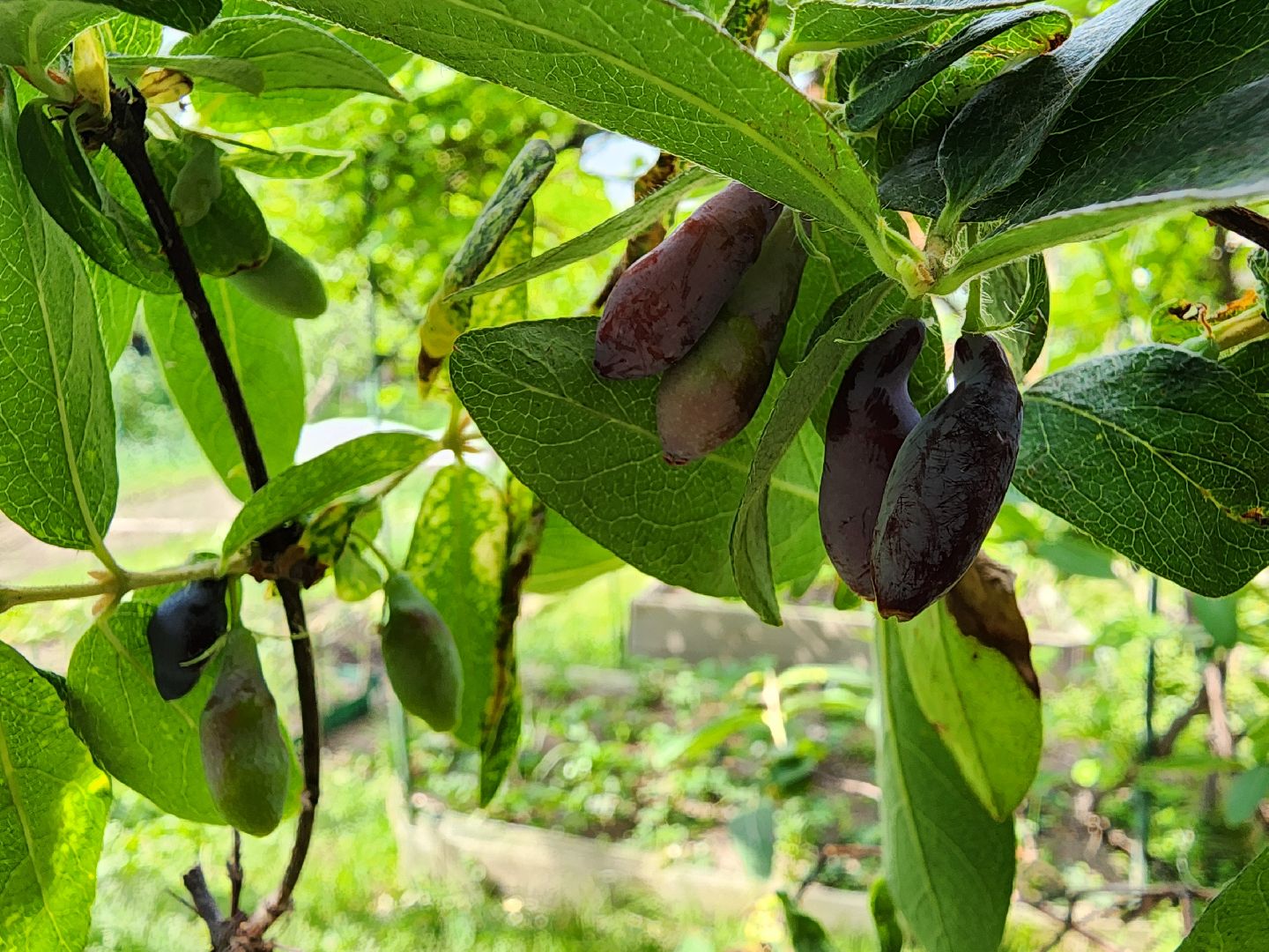 садоводство, садовые культуры, жимолость, приусадебный участок, богородский городской округ,
