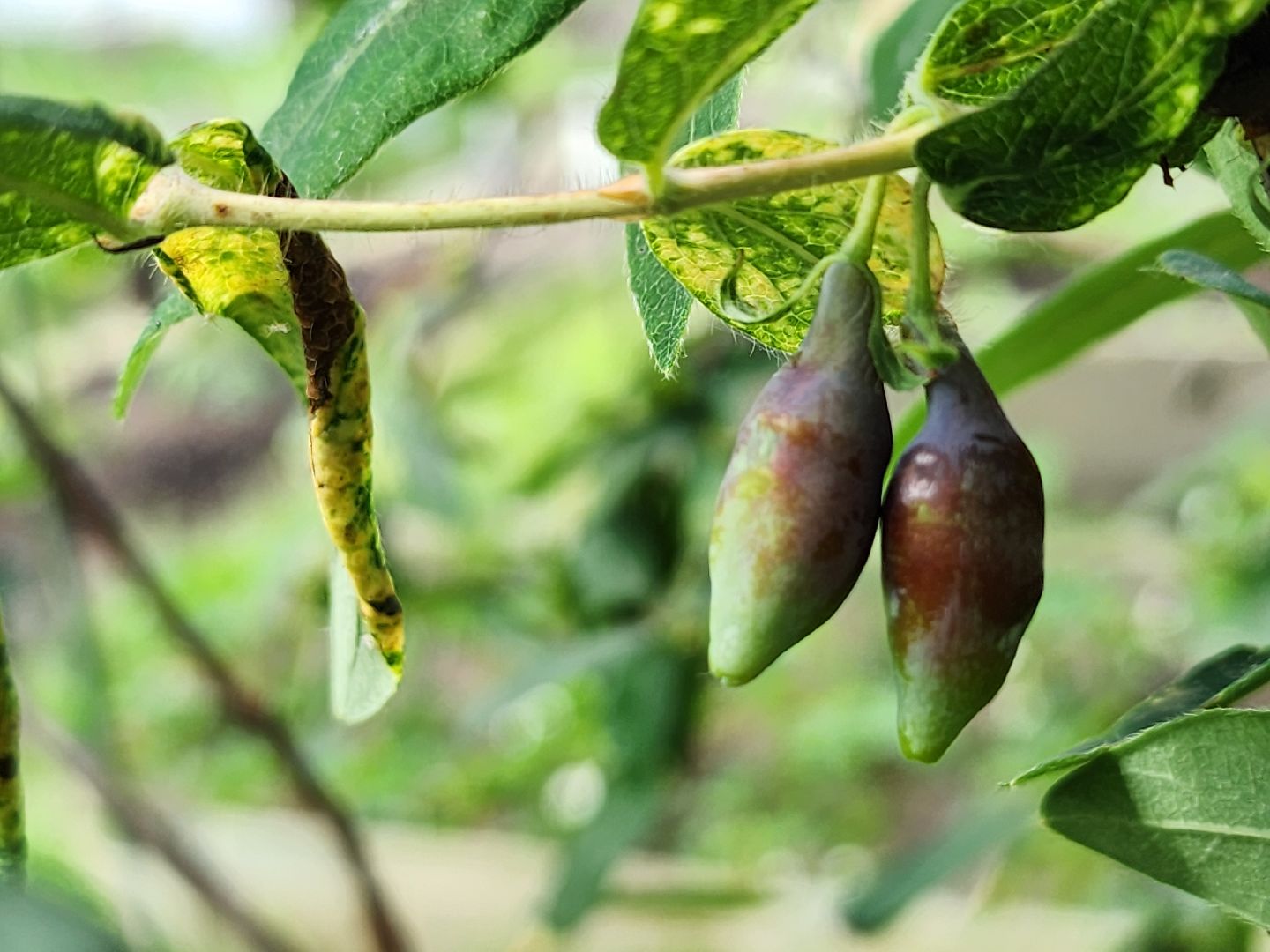 садоводство, садовые культуры, жимолость, приусадебный участок, богородский городской округ,