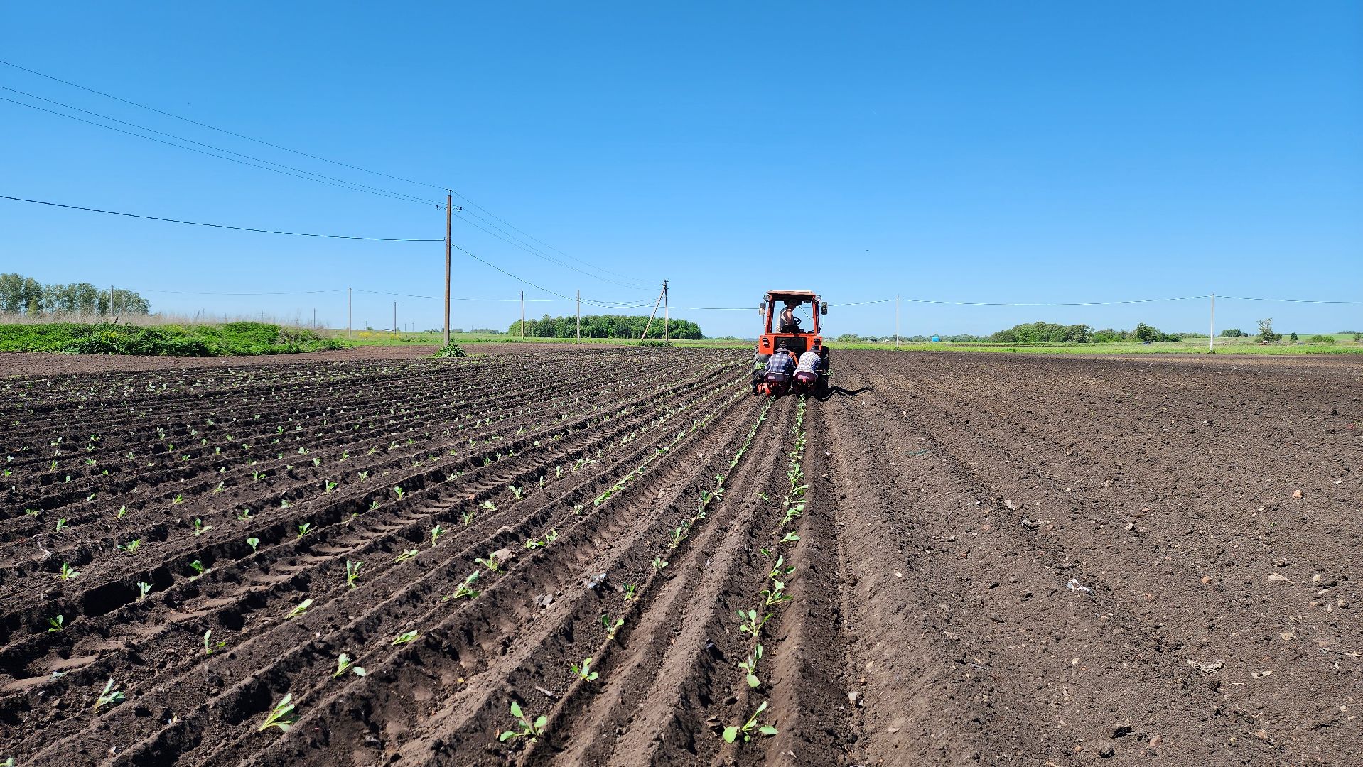 луховицы, сельское хозяйство, фермерское хозяйство,