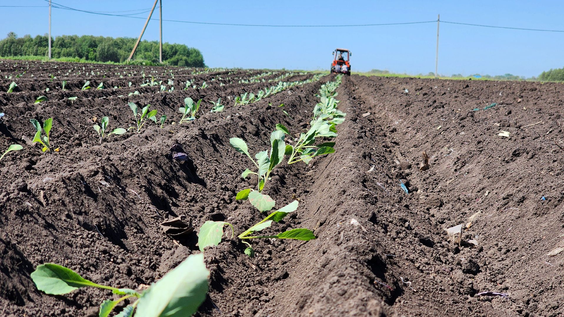 луховицы, сельское хозяйство, фермерское хозяйство,