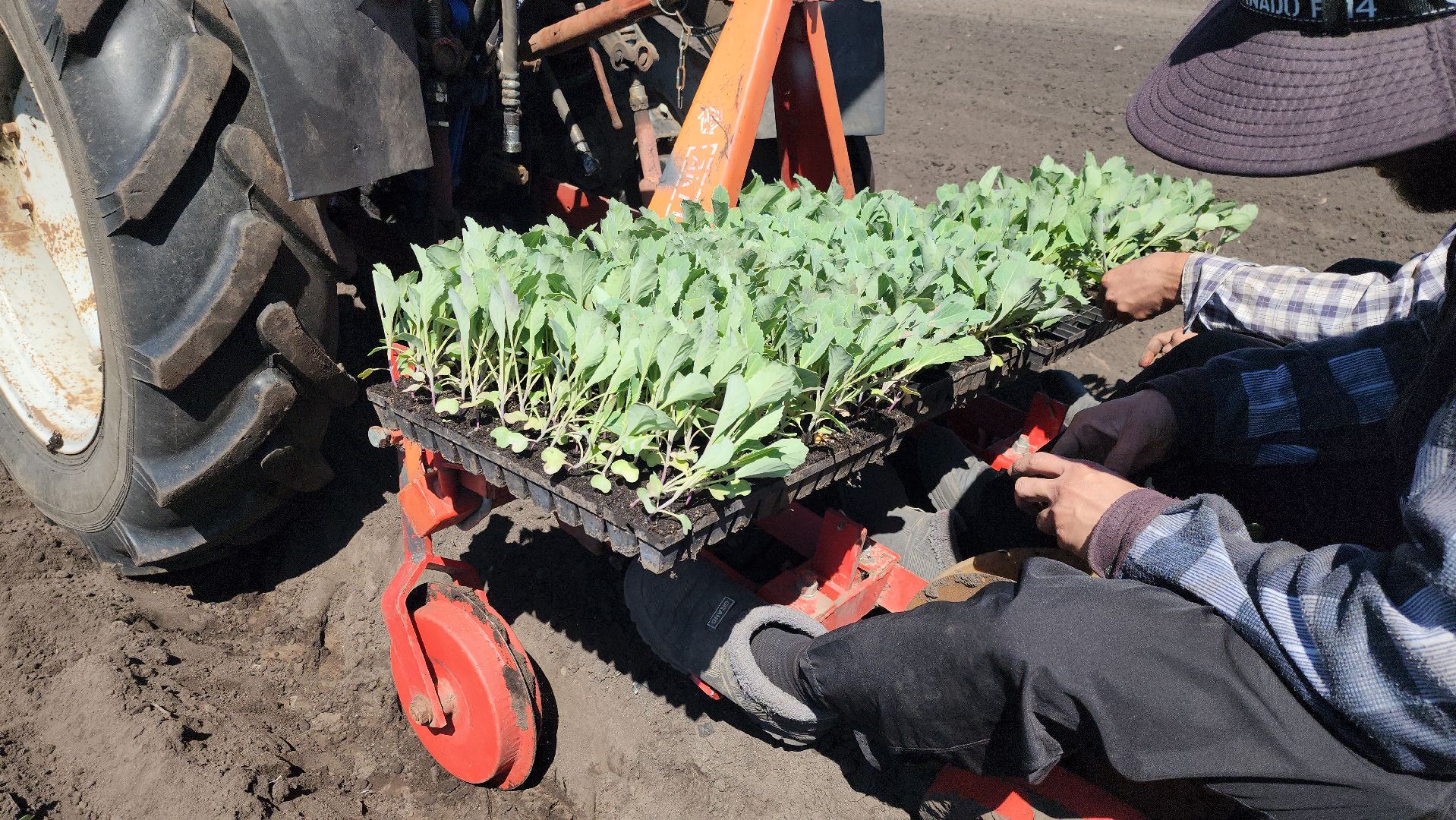луховицы, сельское хозяйство, фермерское хозяйство,