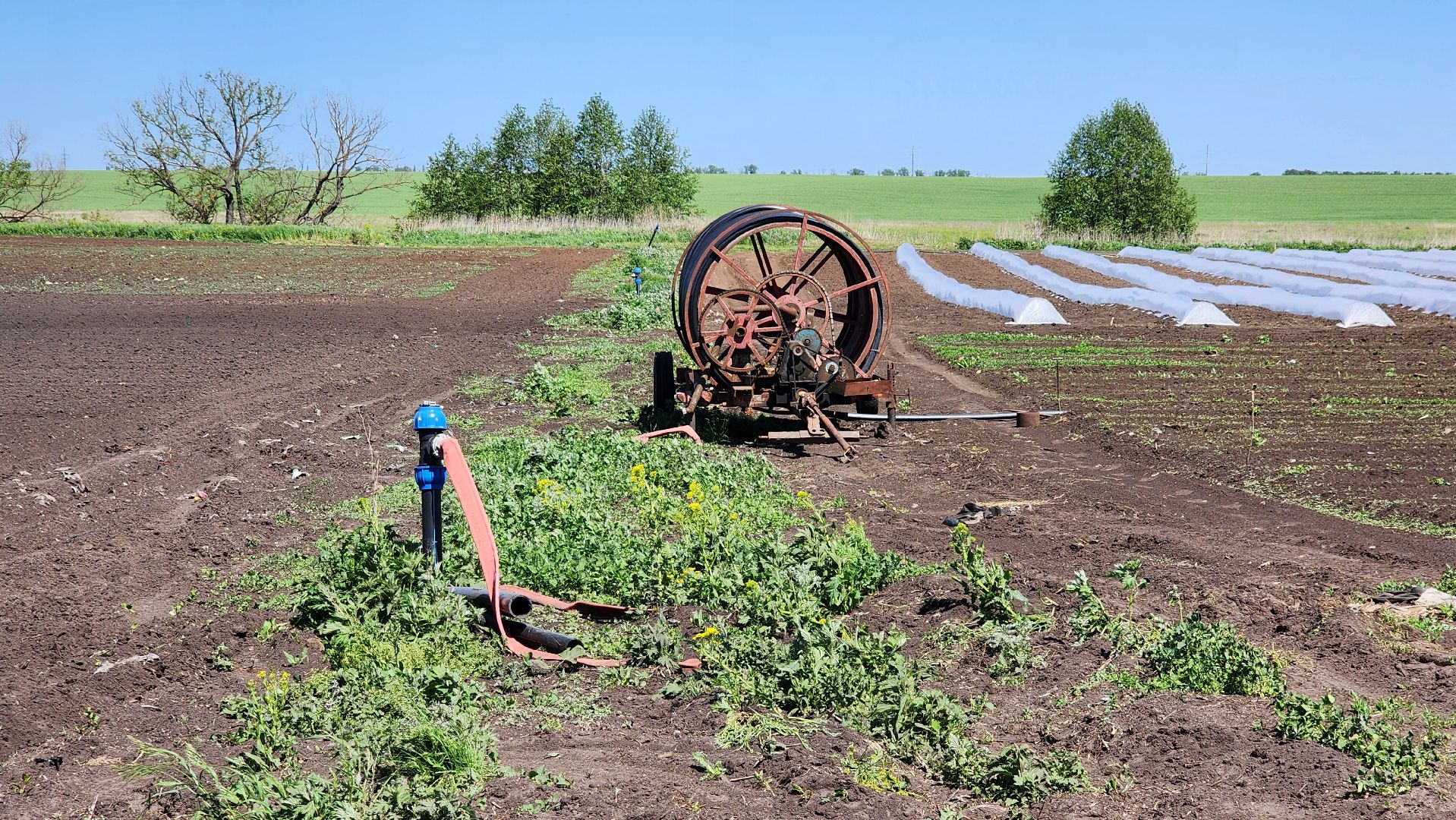 луховицы, сельское хозяйство, фермерское хозяйство,