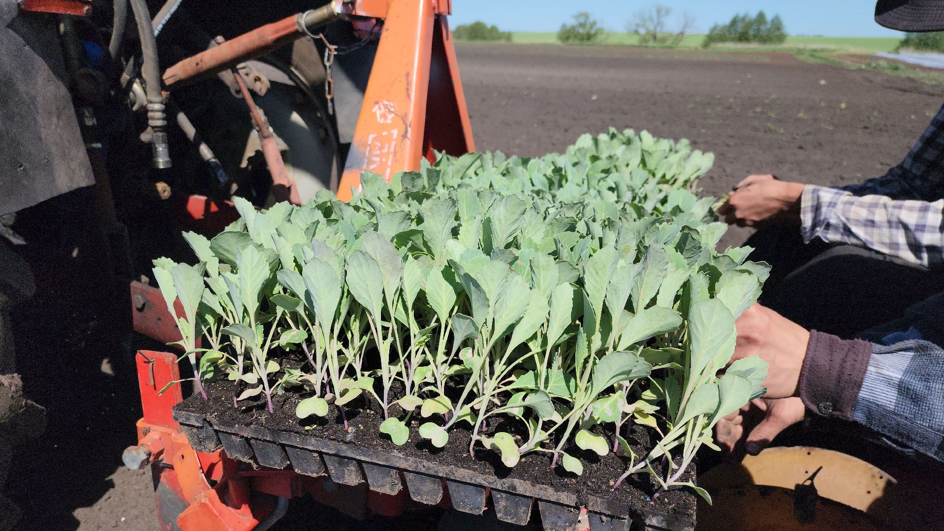 луховицы, сельское хозяйство, фермерское хозяйство,