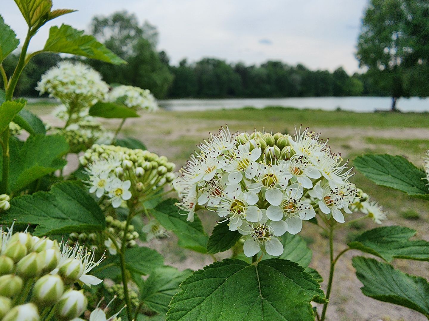 купальный сезон, пляжи, зоны отдыха, старая купавна, богородский городской округ,