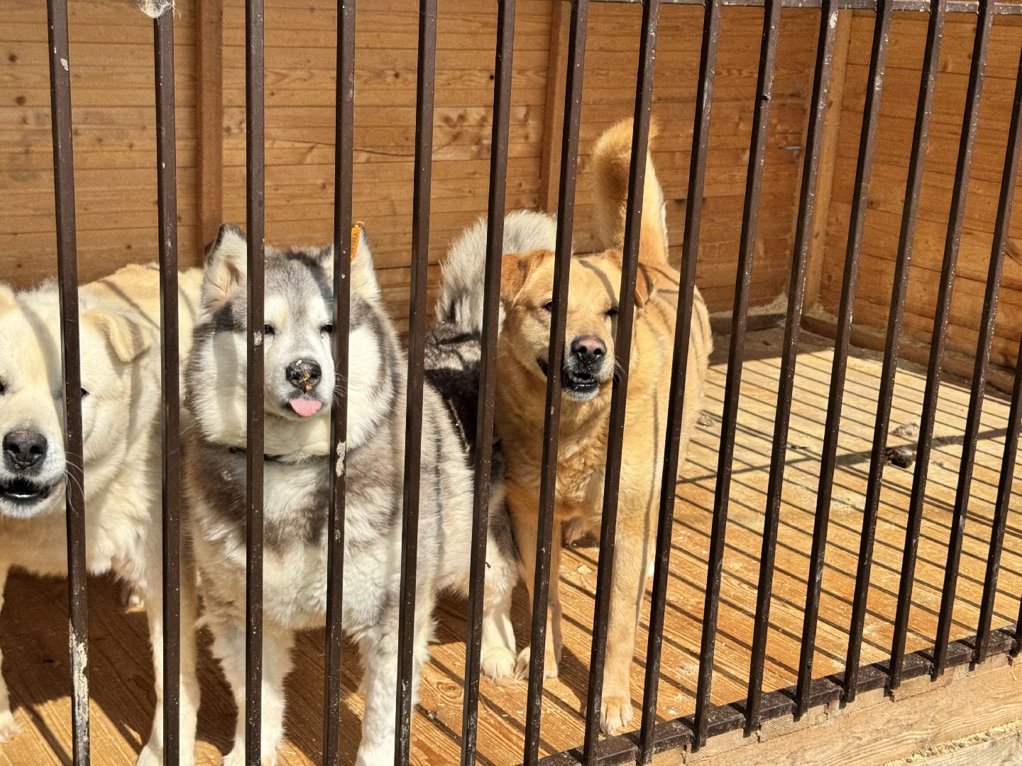 шаховская, животные, приют для бездомных животных, приют для животных, приют для собак,