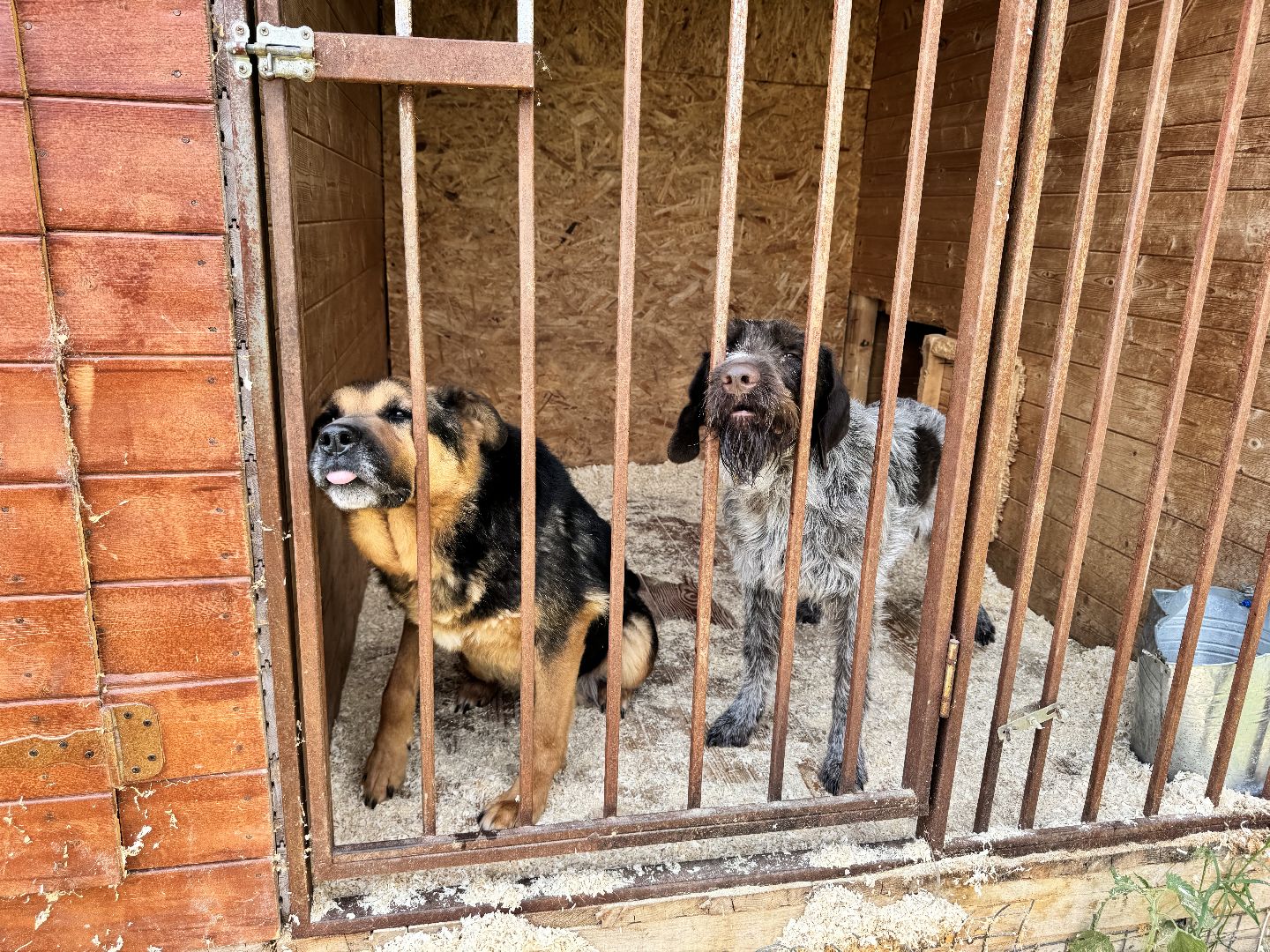 шаховская, животные, приют для бездомных животных, приют для животных, приют для собак,