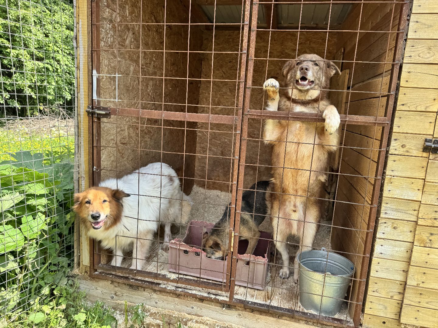 шаховская, животные, приют для бездомных животных, приют для животных, приют для собак,