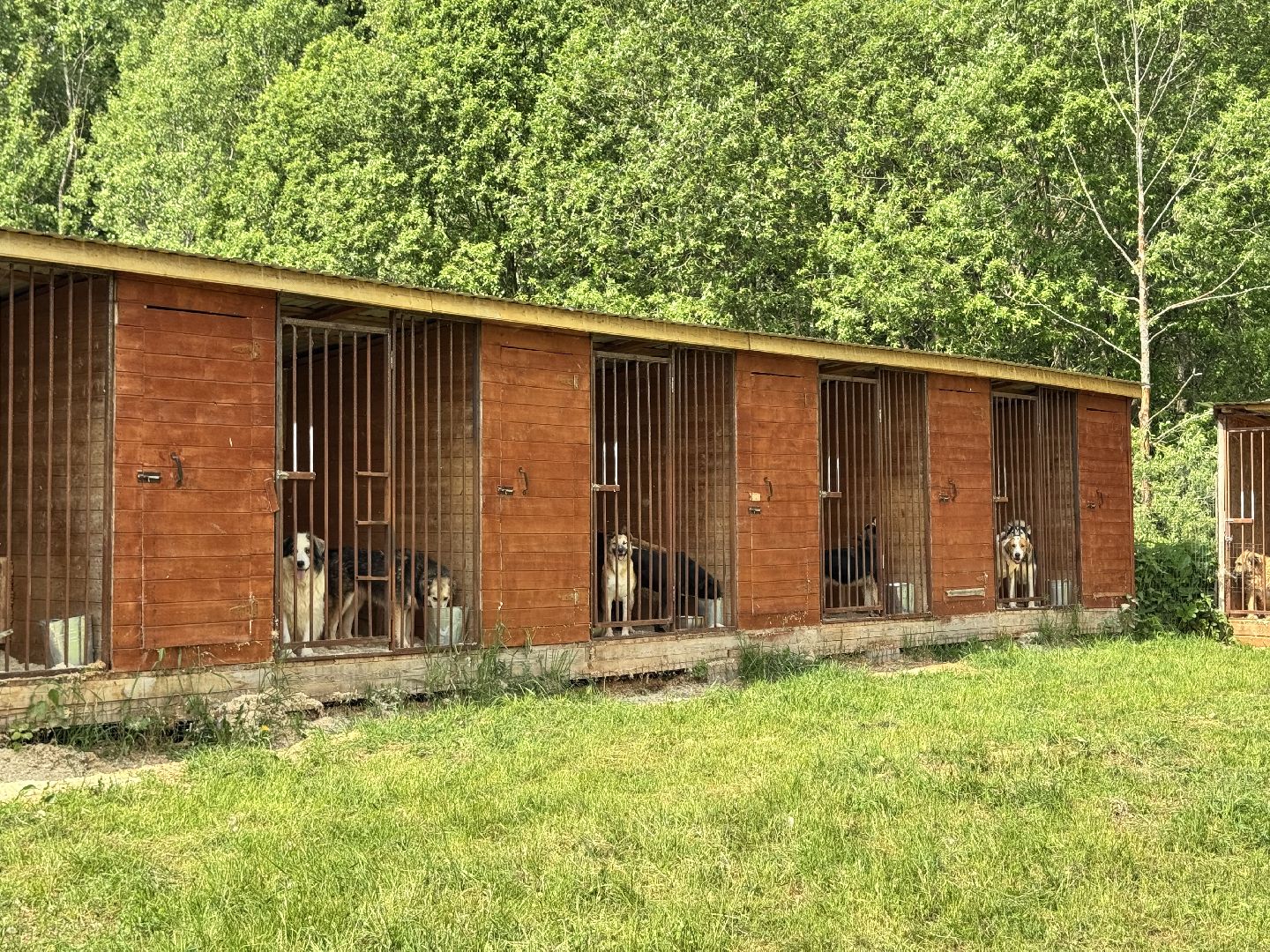 шаховская, животные, приют для бездомных животных, приют для животных, приют для собак,