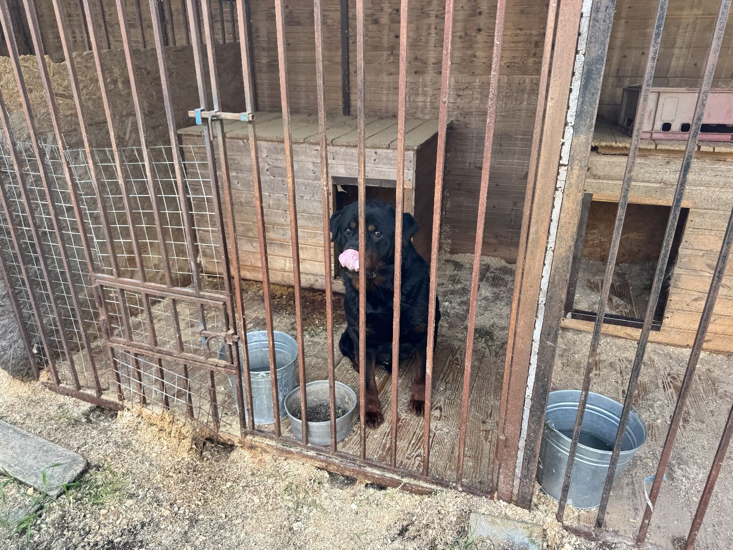 шаховская, животные, приют для бездомных животных, приют для животных, приют для собак,