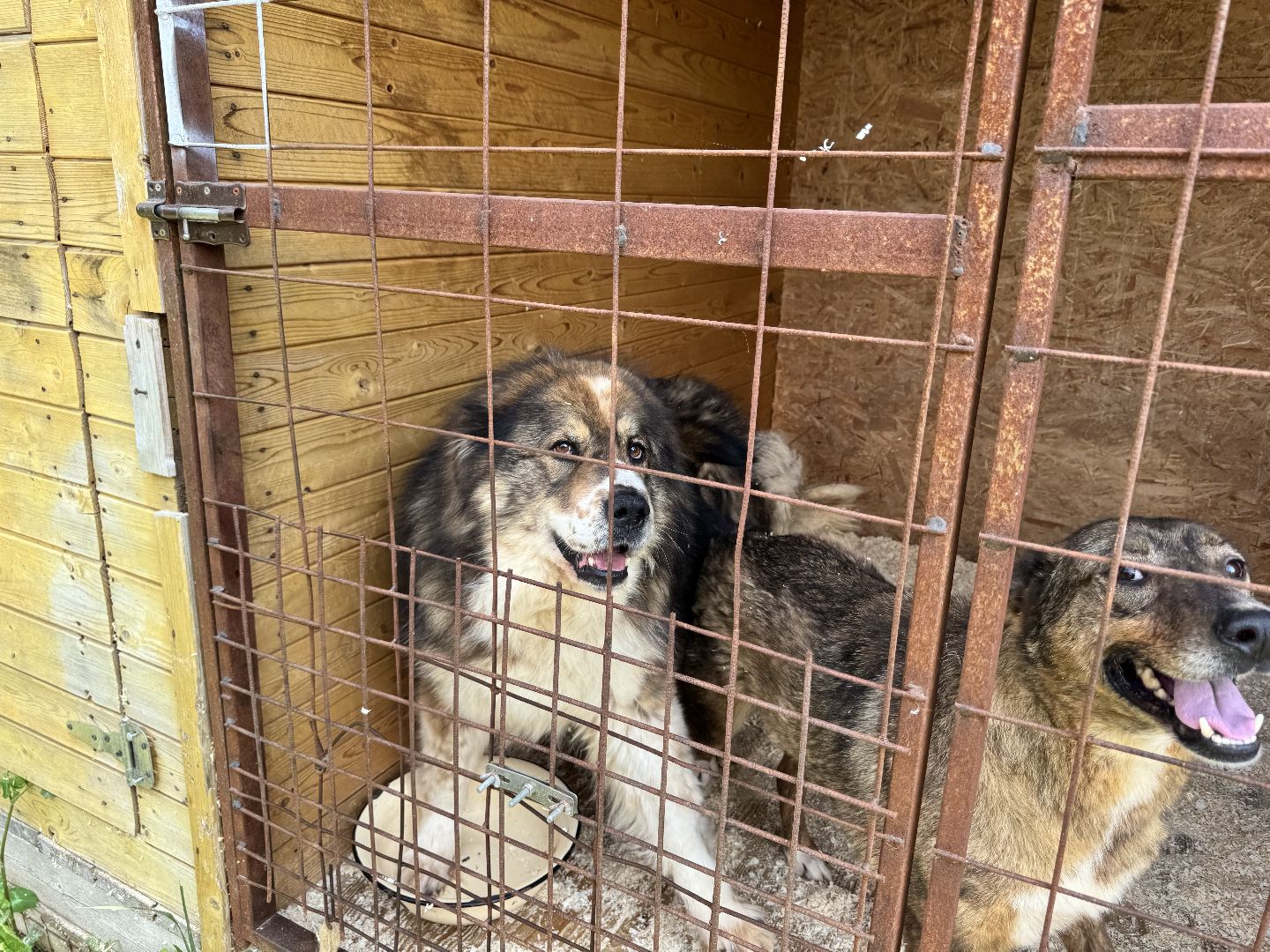 шаховская, животные, приют для бездомных животных, приют для животных, приют для собак,