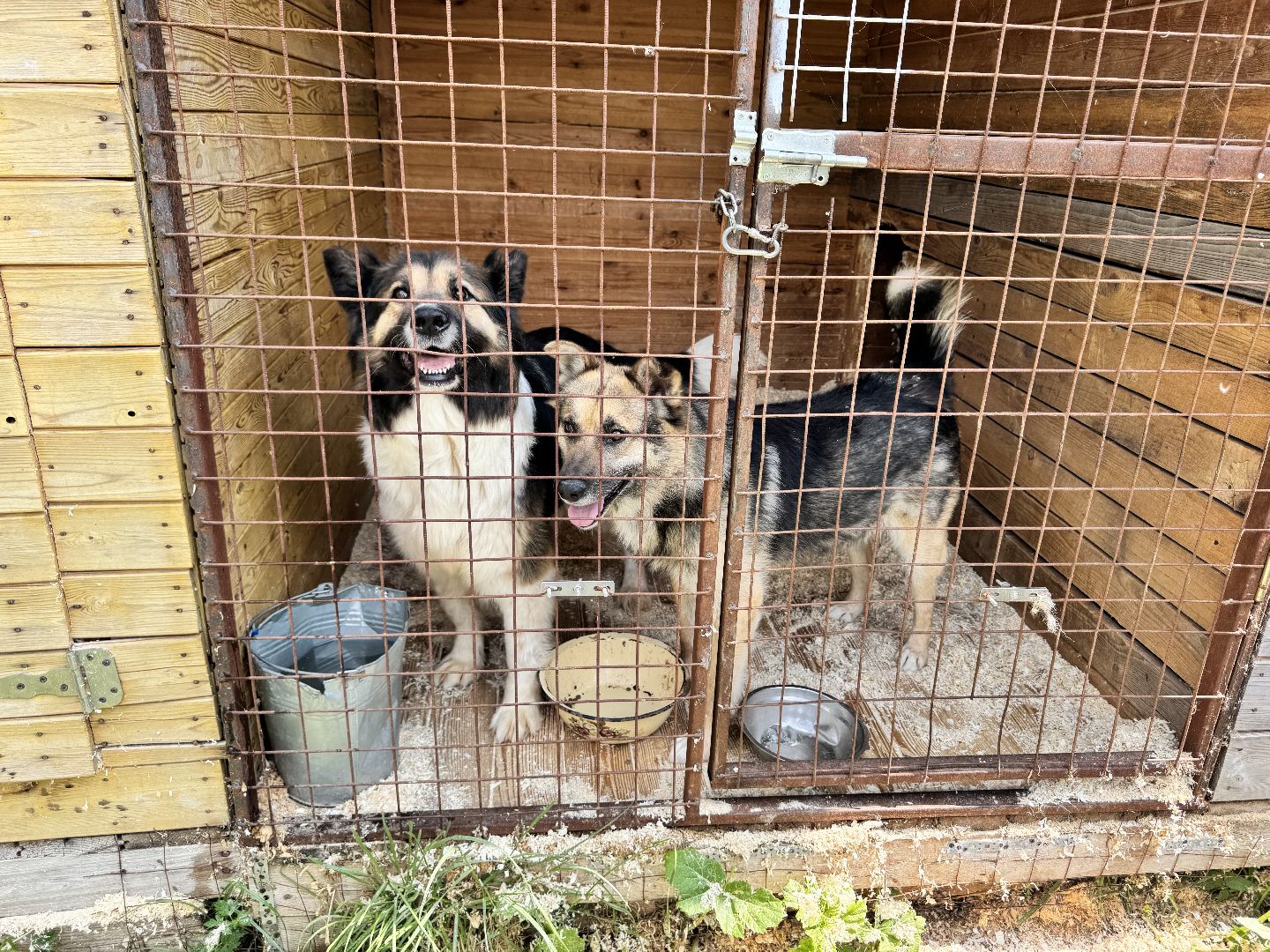 шаховская, животные, приют для бездомных животных, приют для животных, приют для собак,