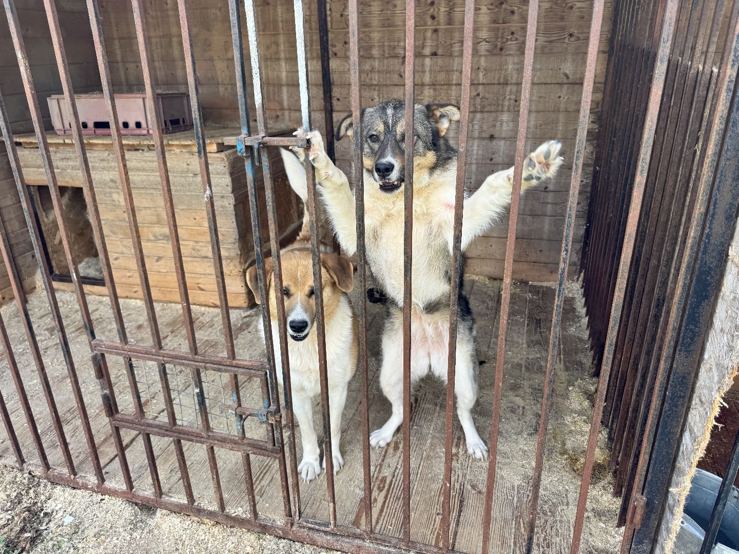 шаховская, животные, приют для бездомных животных, приют для животных, приют для собак,