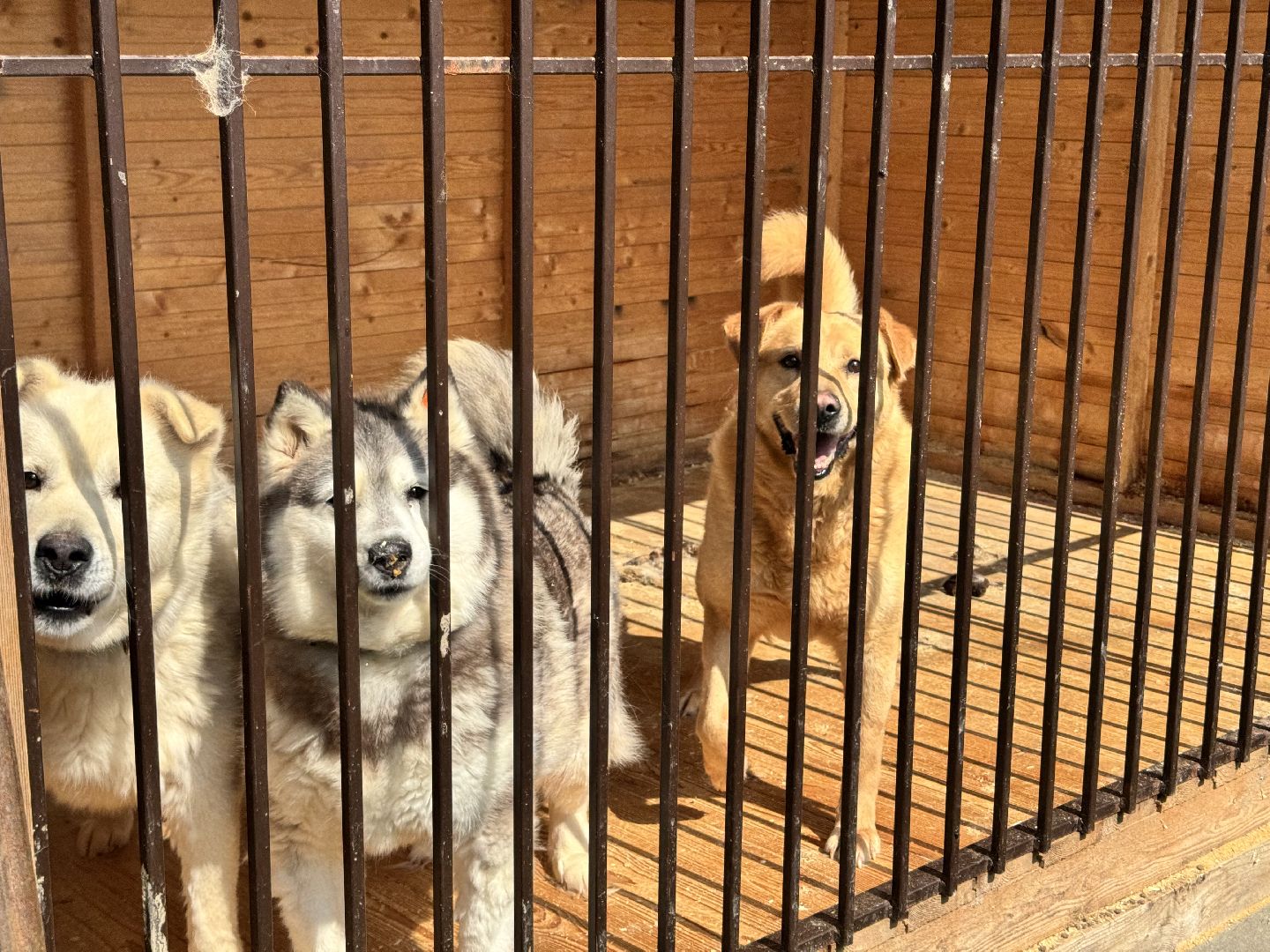 шаховская, животные, приют для бездомных животных, приют для животных, приют для собак,