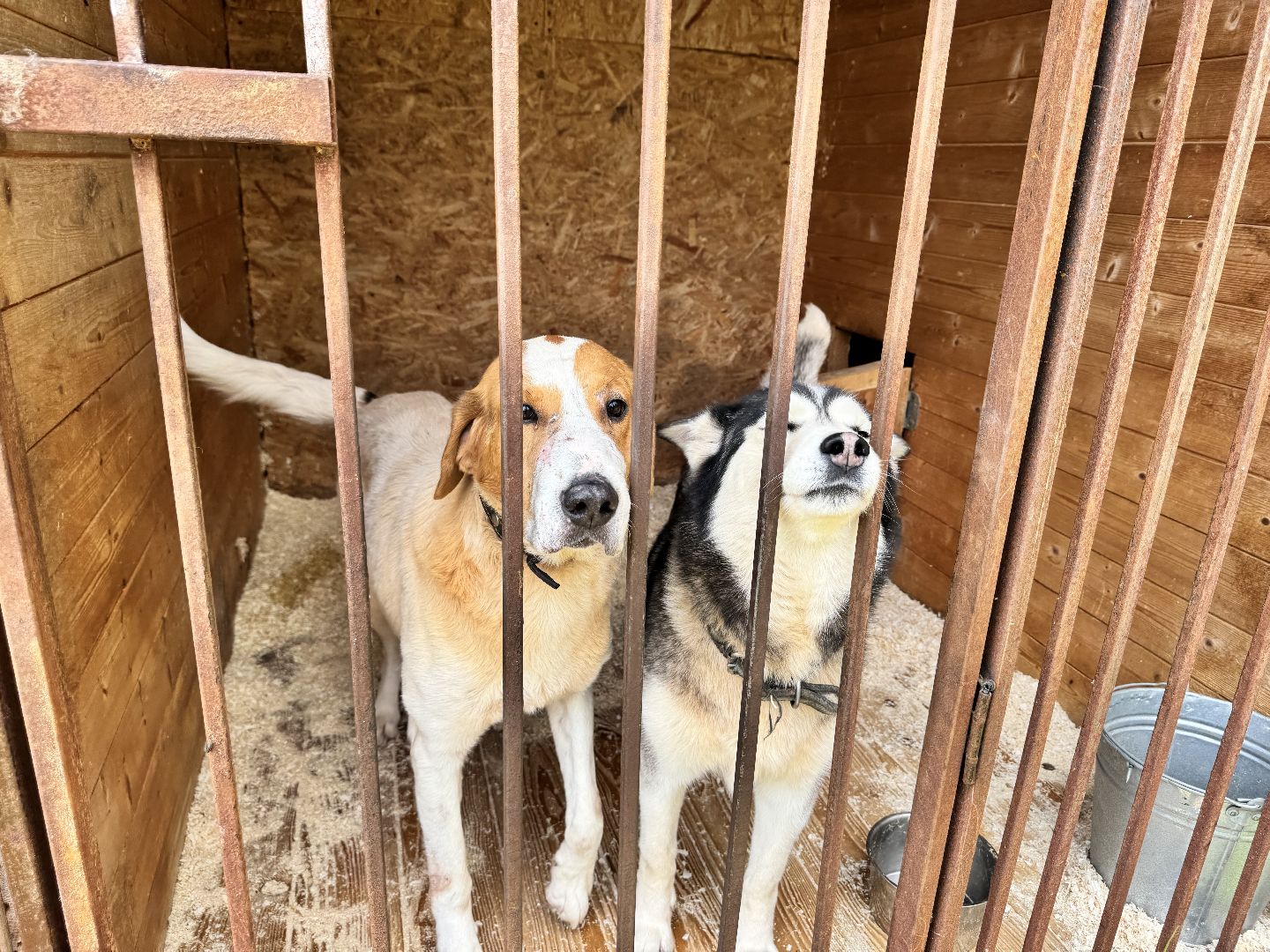 шаховская, животные, приют для бездомных животных, приют для животных, приют для собак,