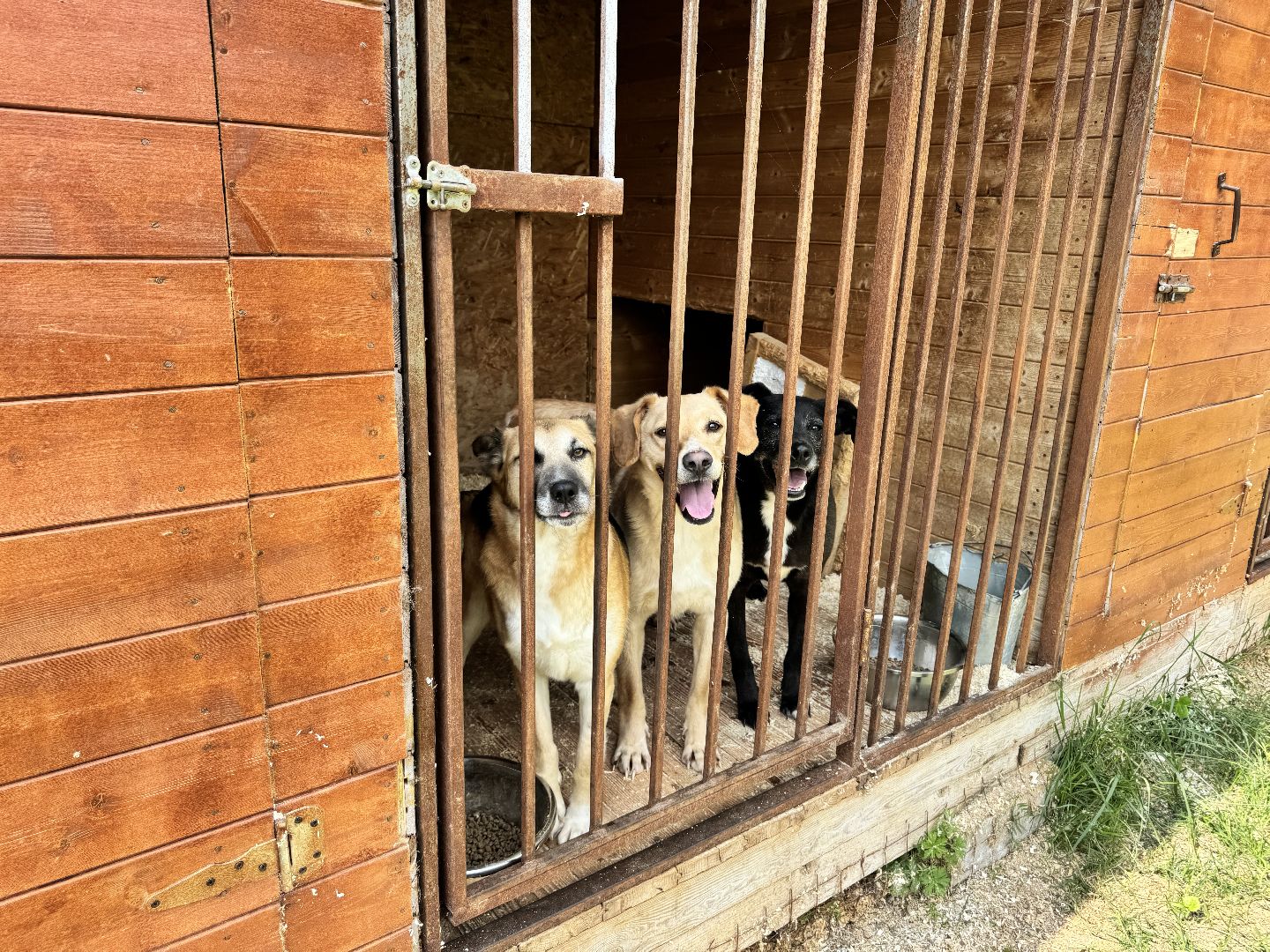 шаховская, животные, приют для бездомных животных, приют для животных, приют для собак,