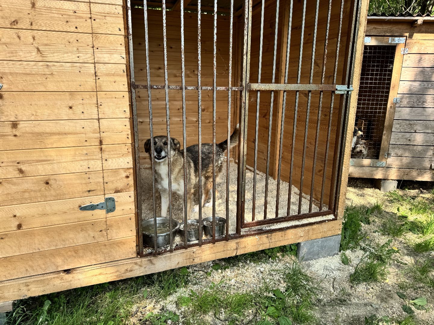 шаховская, животные, приют для бездомных животных, приют для животных, приют для собак,