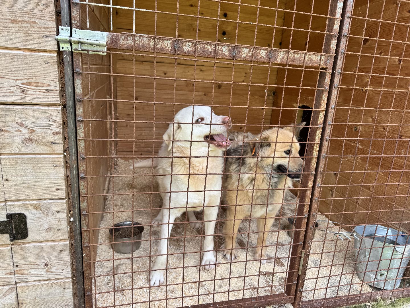 шаховская, животные, приют для бездомных животных, приют для животных, приют для собак,