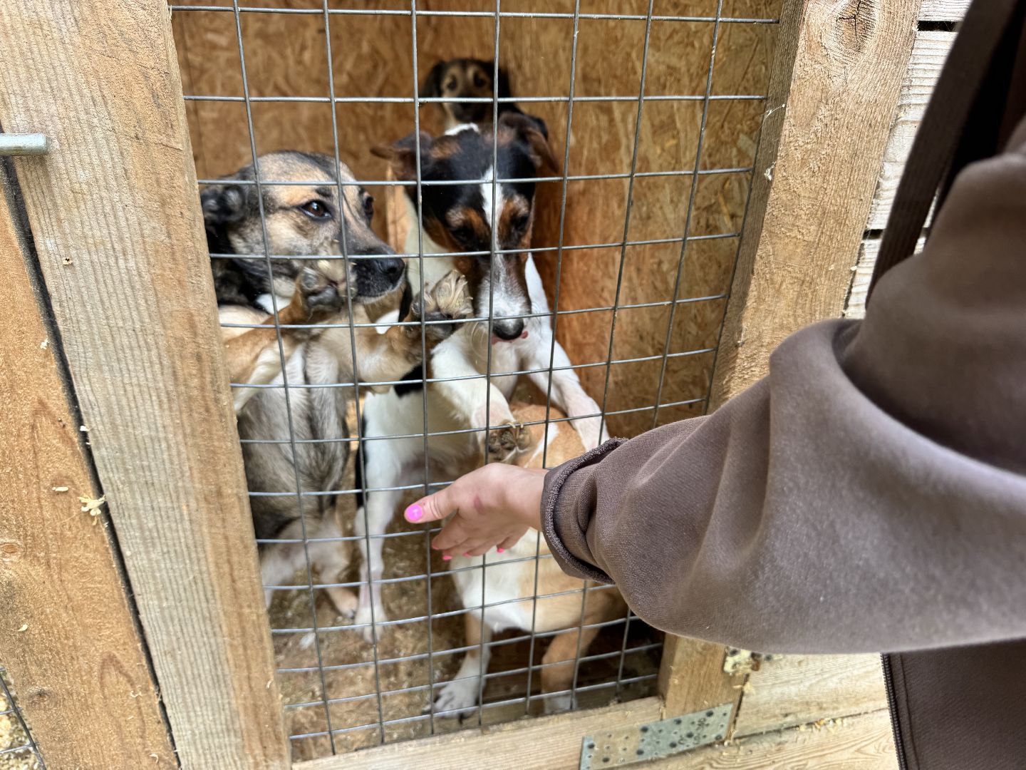 шаховская, животные, приют для бездомных животных, приют для животных, приют для собак,