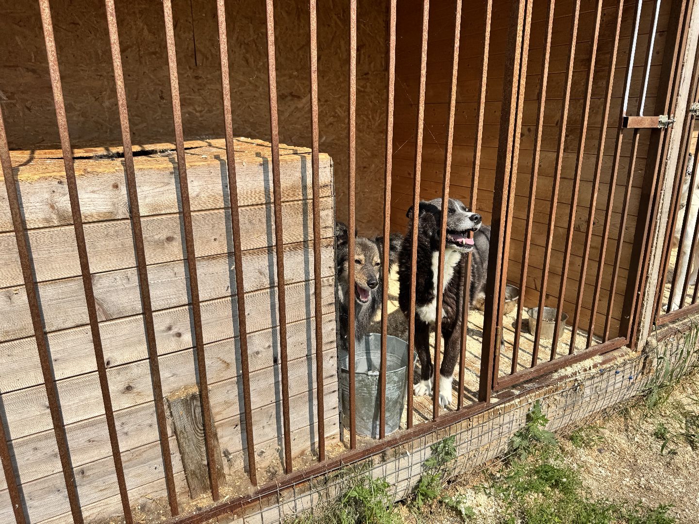 шаховская, животные, приют для бездомных животных, приют для животных, приют для собак,
