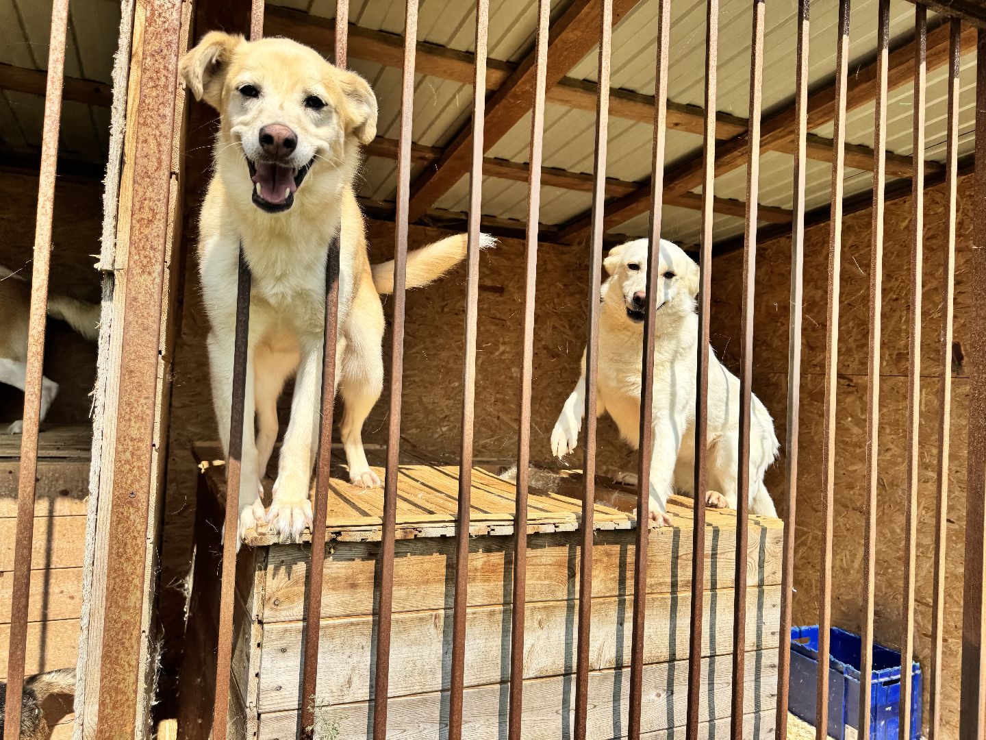 шаховская, животные, приют для бездомных животных, приют для животных, приют для собак,