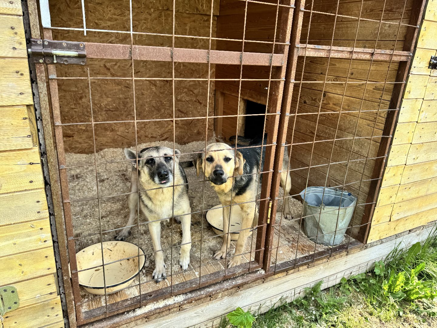 шаховская, животные, приют для бездомных животных, приют для животных, приют для собак,