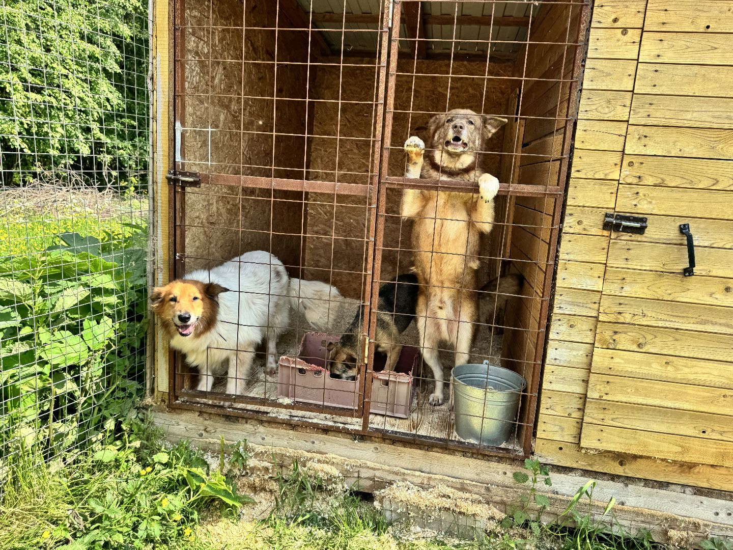 шаховская, животные, приют для бездомных животных, приют для животных, приют для собак,