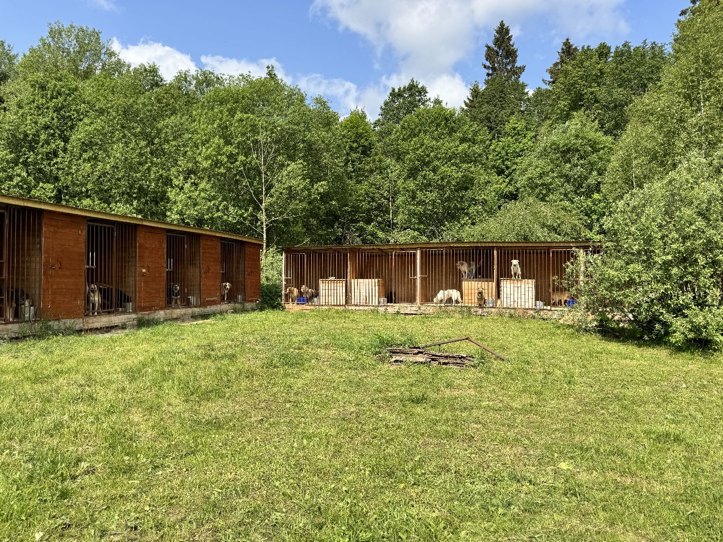 шаховская, животные, приют для бездомных животных, приют для животных, приют для собак,