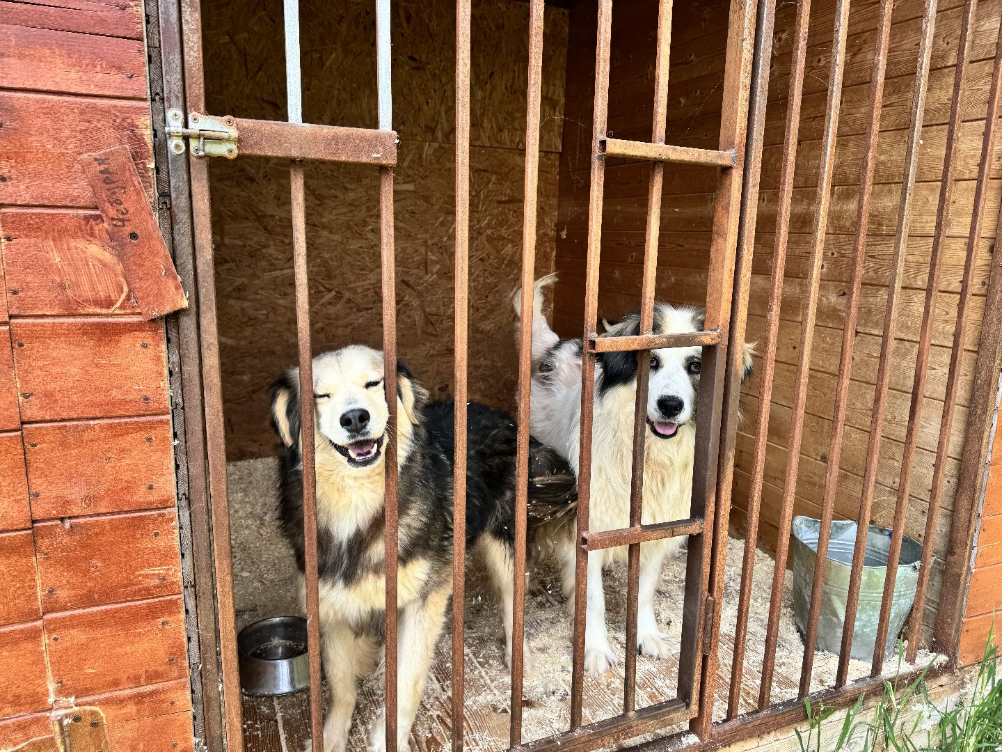 шаховская, животные, приют для бездомных животных, приют для животных, приют для собак,