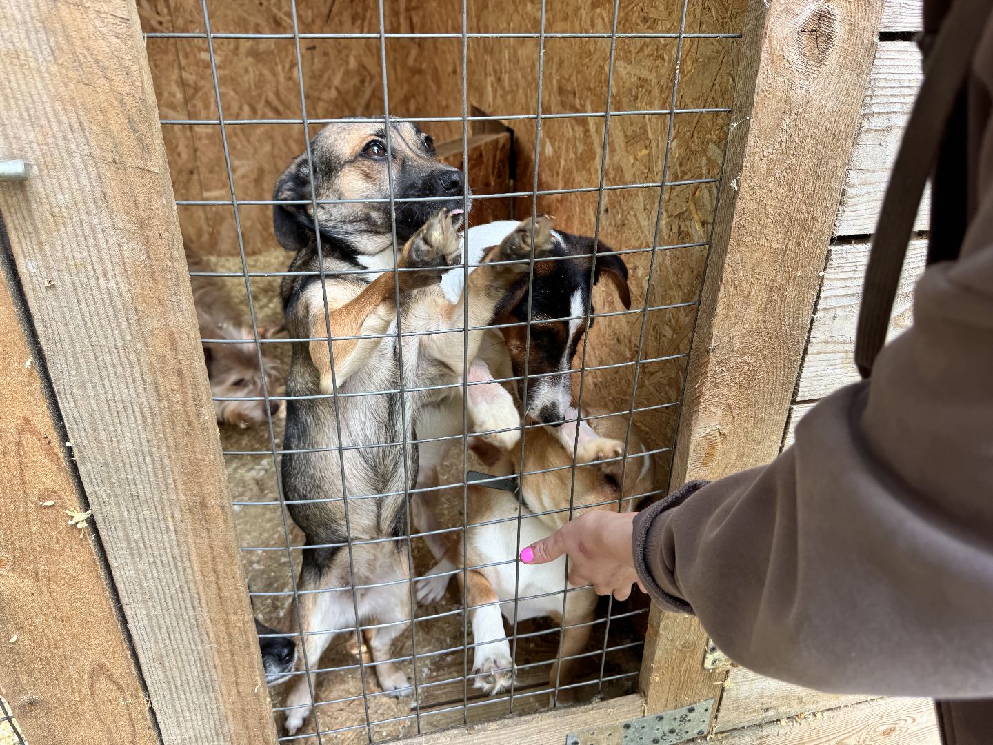 шаховская, животные, приют для бездомных животных, приют для животных, приют для собак,