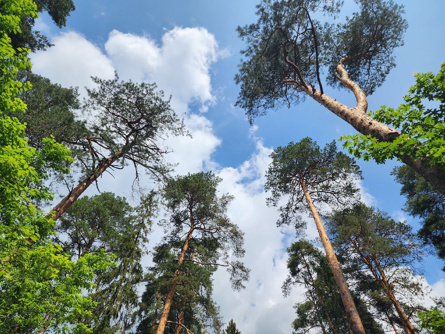красноармейск, городской округ пушкинский, лесопарк, банный лес, павильон проката,