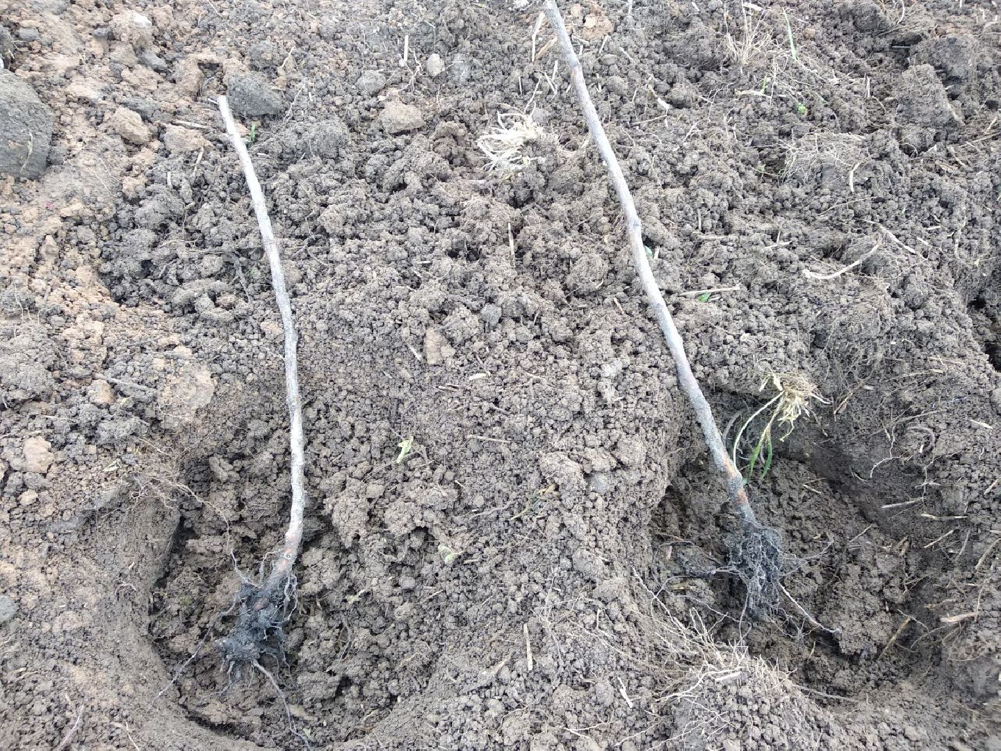 Дмитров, Семейный бизнес, Минсельхоз МО