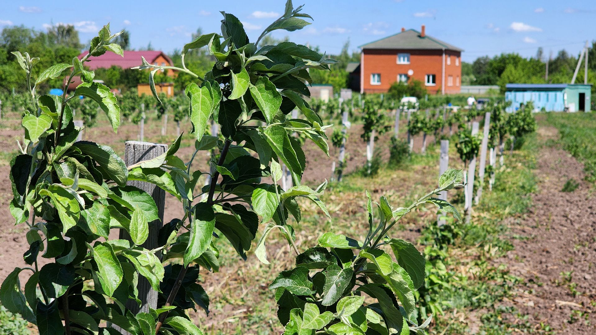 луховицы, яблоневый сад, сельское хозяйство, семейное дело, кфх богатырское,