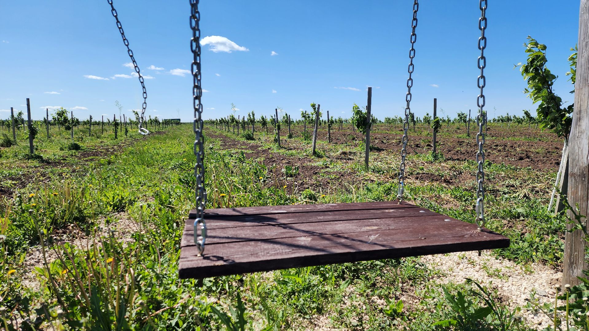 луховицы, яблоневый сад, сельское хозяйство, семейное дело, кфх богатырское,