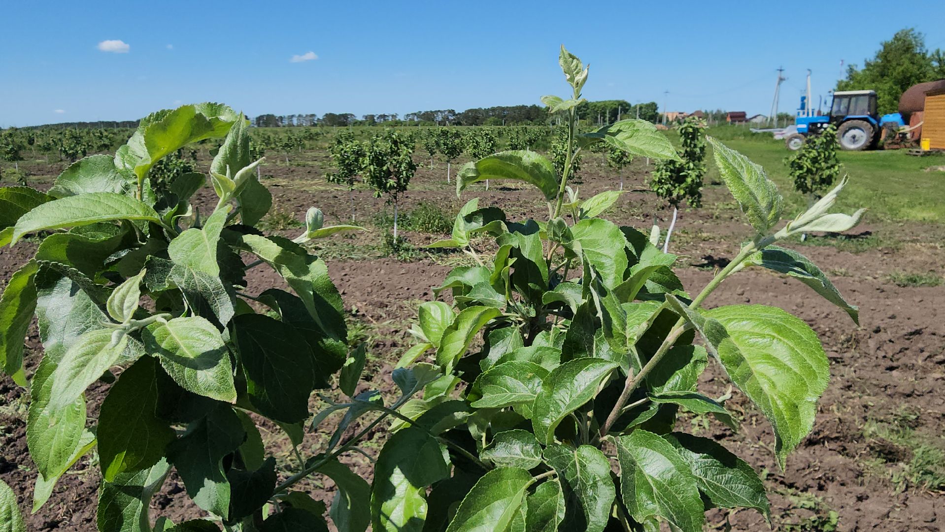 луховицы, яблоневый сад, сельское хозяйство, семейное дело, кфх богатырское,