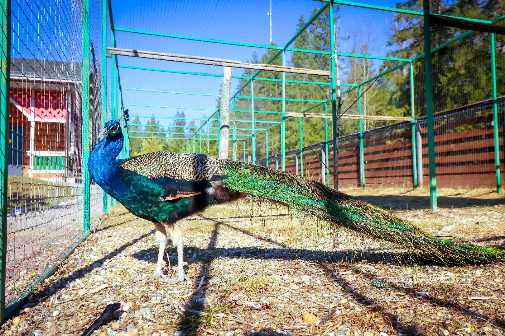 клин, общество, животные, лето в подмосковье, туризм,