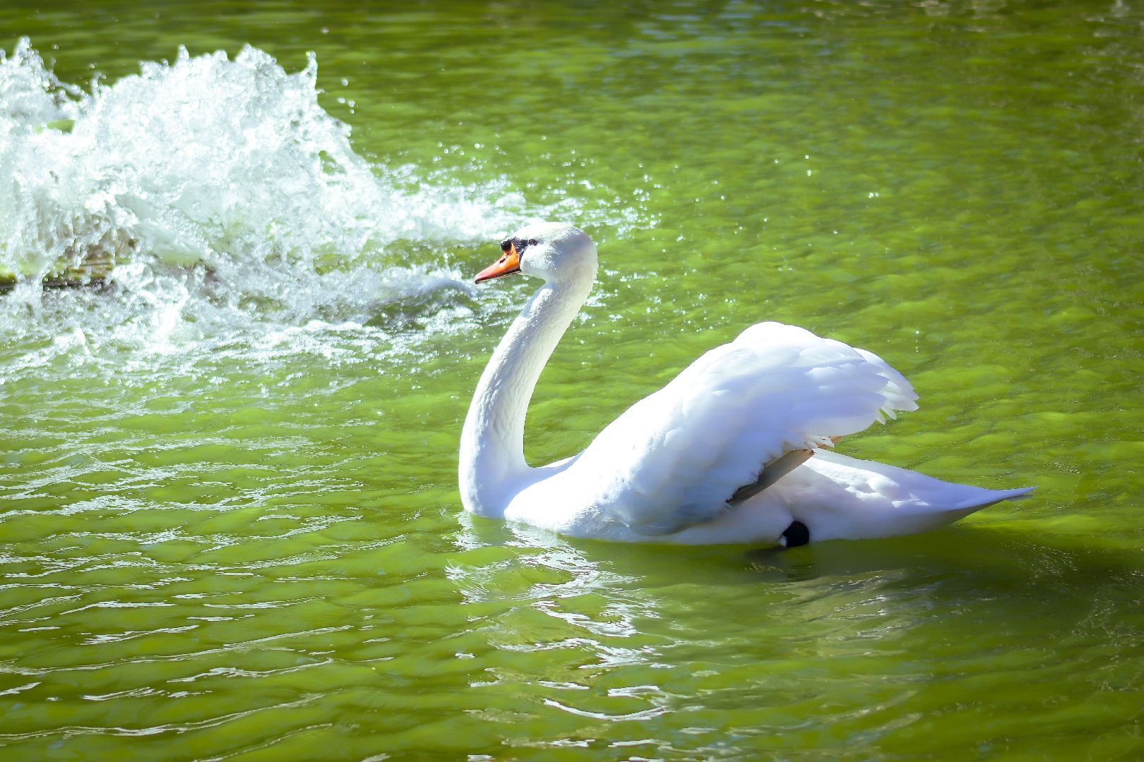 клин, общество, животные, лето в подмосковье, туризм,