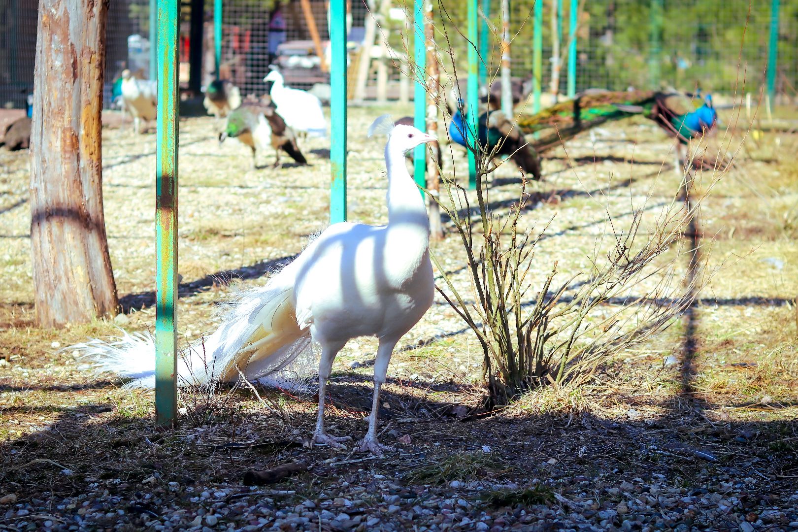 клин, общество, животные, лето в подмосковье, туризм,