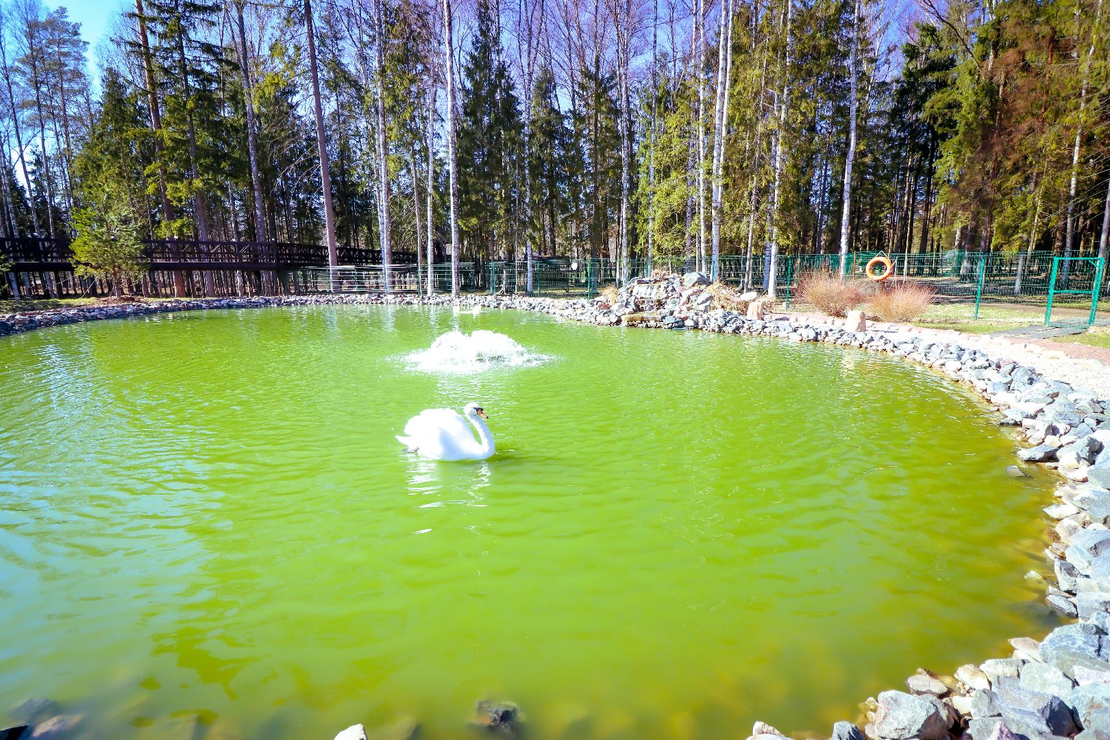 клин, общество, животные, лето в подмосковье, туризм,