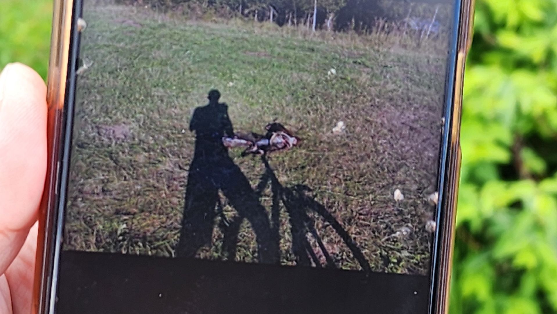 солнечногорск, сверчково, экология, свиноферма, прокуратура,